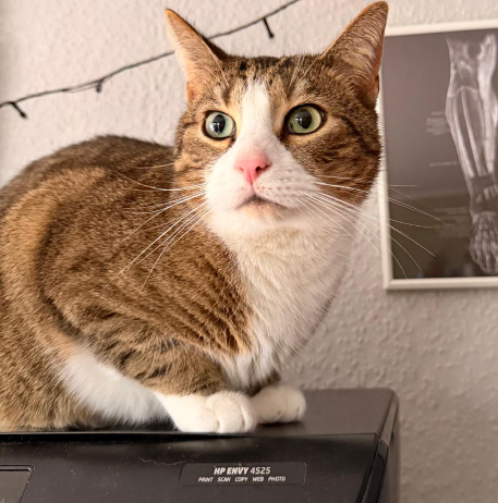 Gizmo
