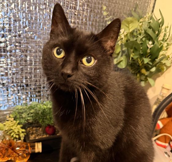 Mizi